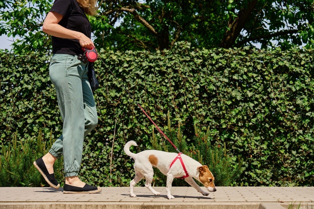 Passear com cachorro diminui a ansiedade animal e promove sensação de relaxamento