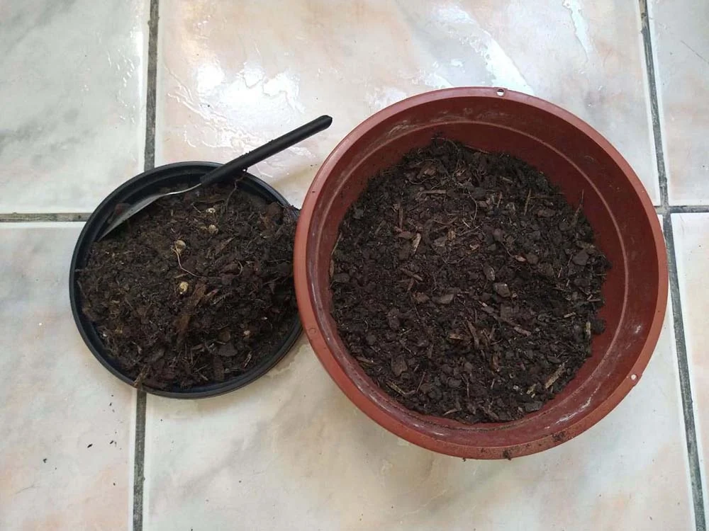 Despeje a terra fértil dentro do vaso para plantar a grama de gato