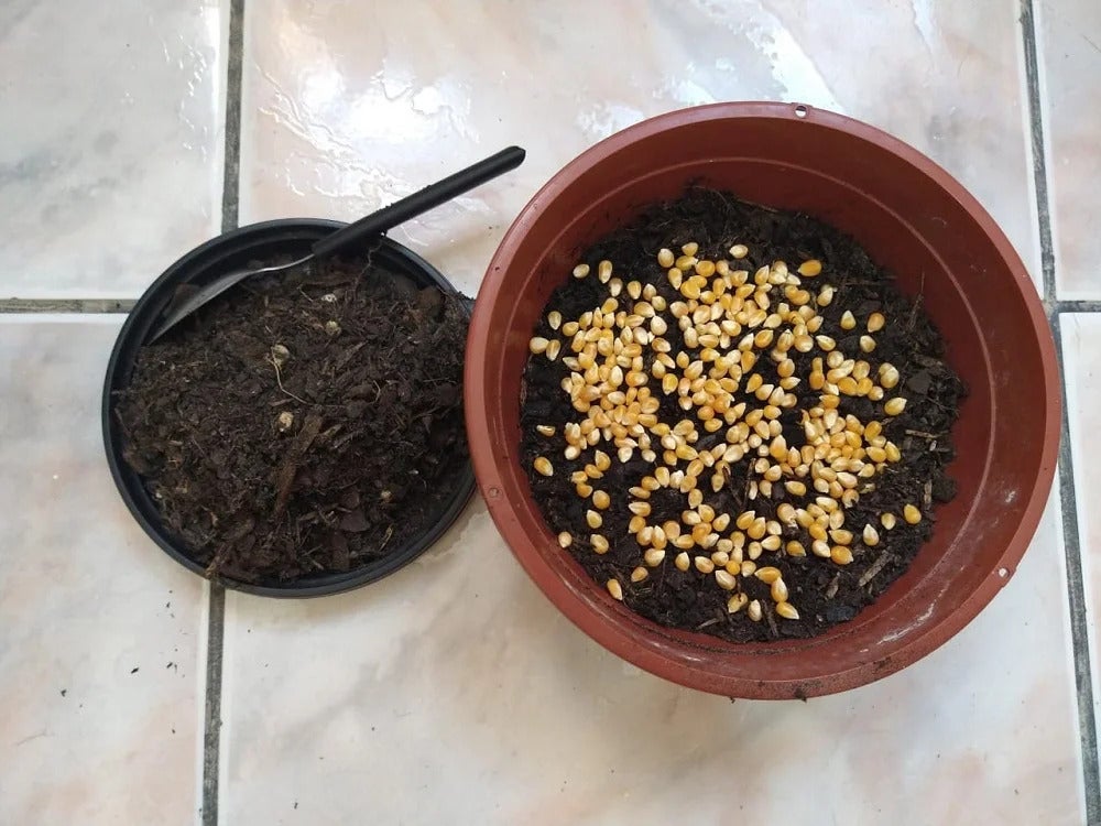 Despeje o milho sobre a terra para plantar a grama de gato