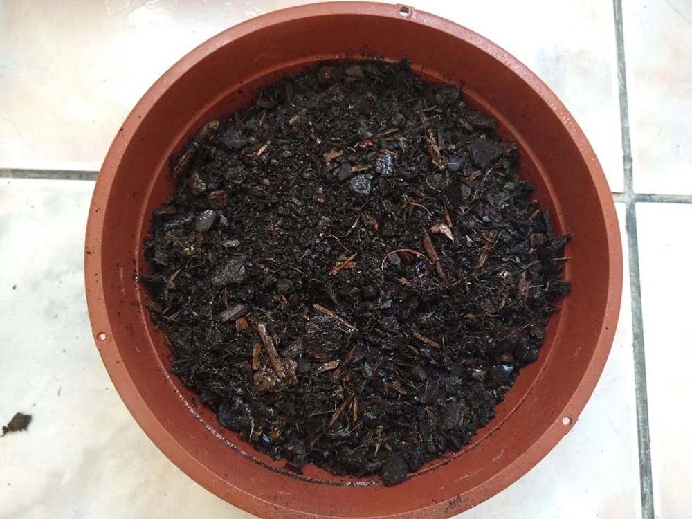 Cubra as sementes com terra
