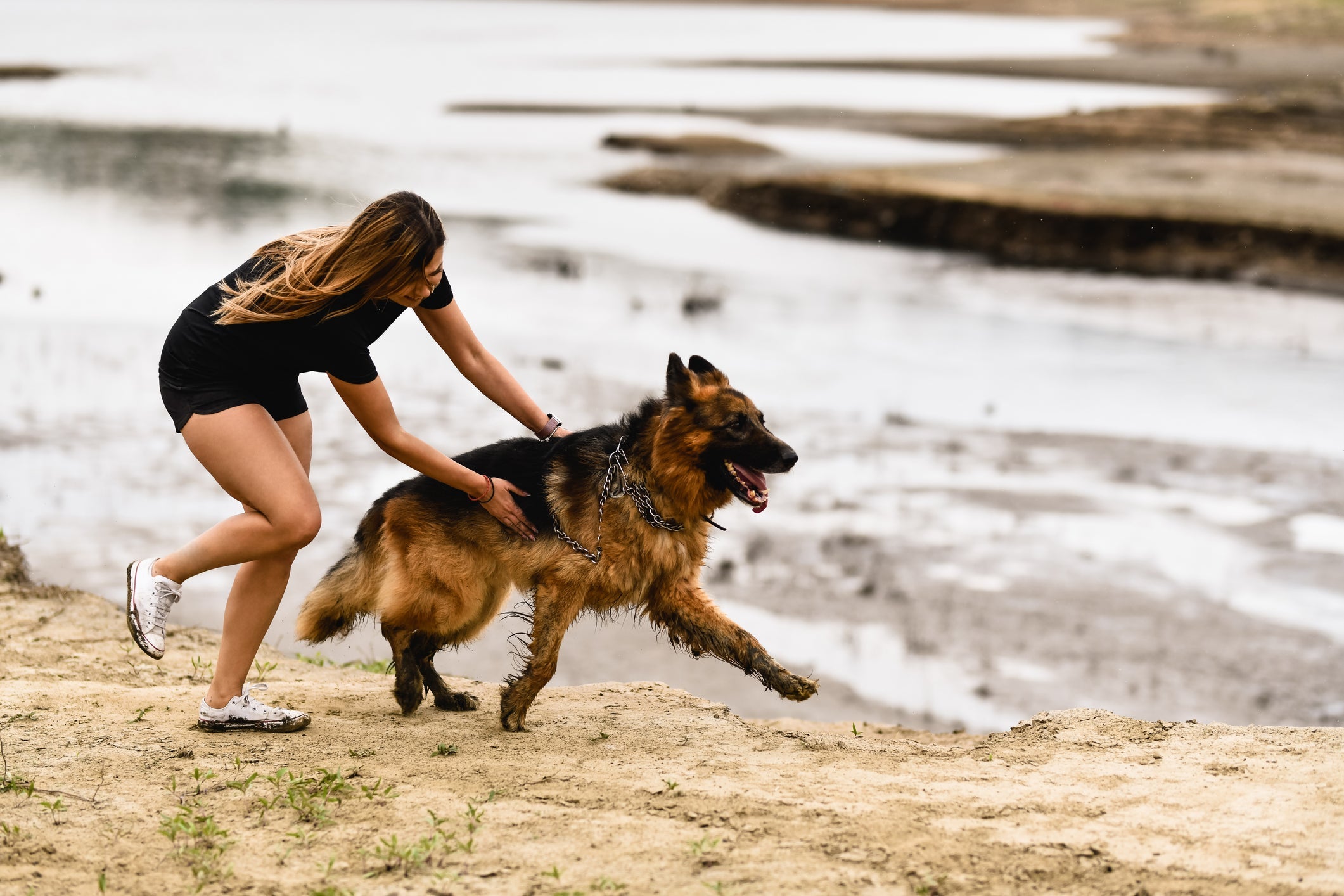O Pastor Alemão é um cão cheio de energia e que ama agradar o tutor