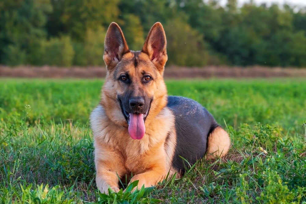 O Pastor Alemão é um cachorro com mordida mais forte do que muitos outros
