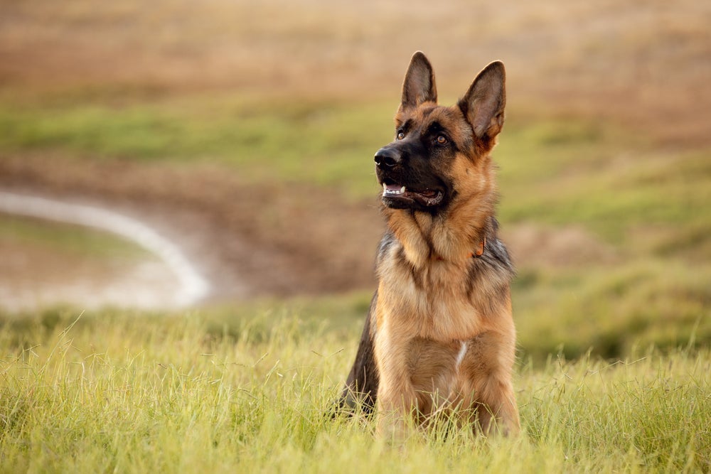 O latido de cachorro Pastor Alemão pode alcançar longas distâncias