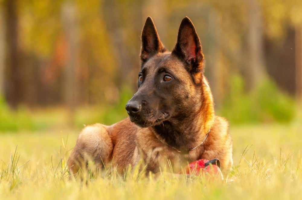O Pastor Belga de Malinois é desconfiado, mas também é muito carinhoso e leal