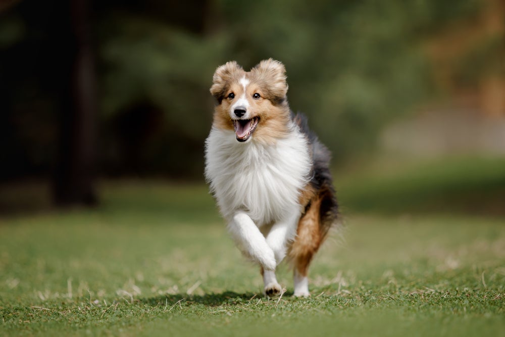 Elegante e educado, o Sheltie é um cachorro que conquista a todos por onde passa.