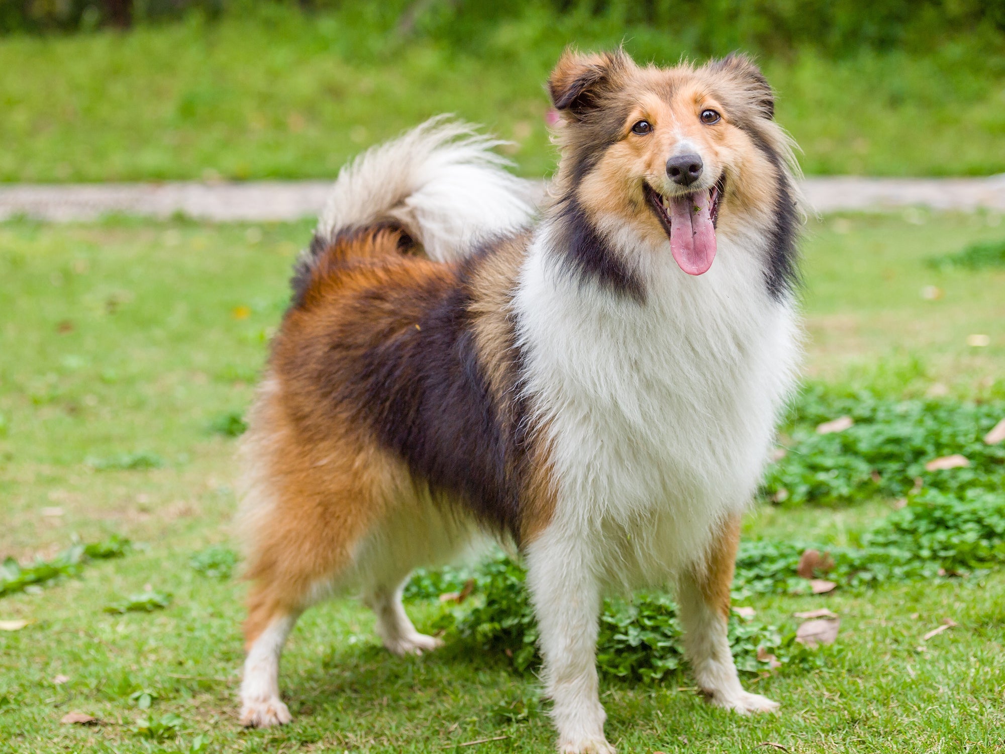 Das raças de cachorro mais inteligentes, o Pastor de Shetland lembra o Border Collie