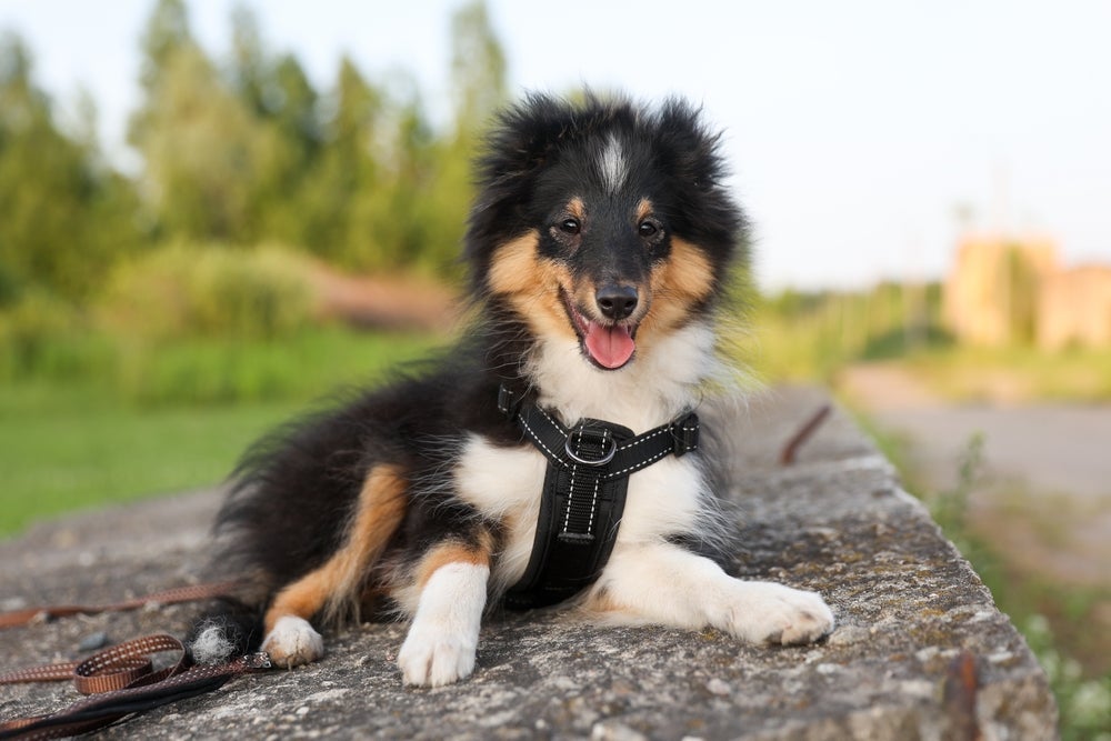 Pastor-de-shetland é um cachorro parecido com o Collie, mas menor