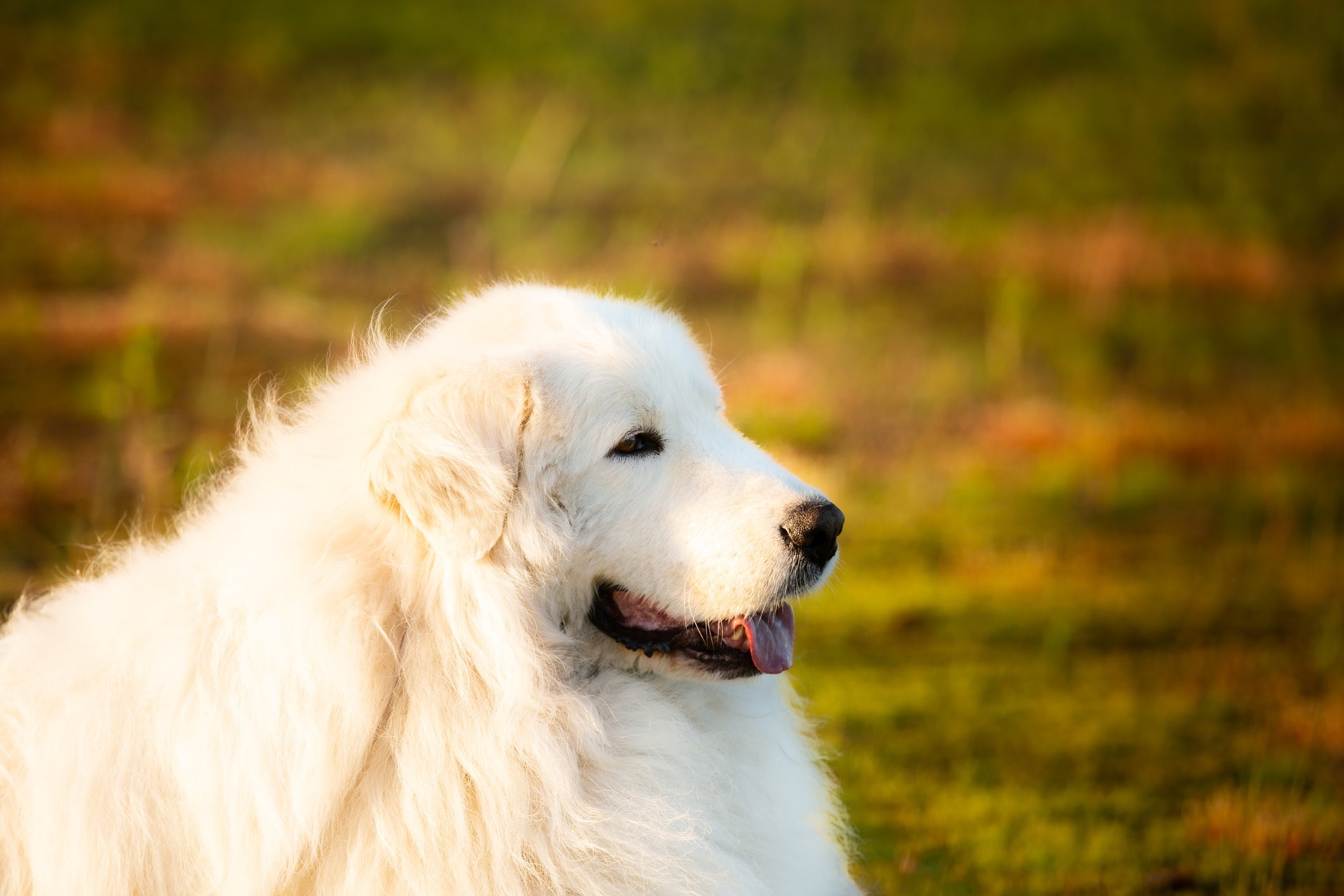 Pastor-maremano filhote: o cachorrinho tem ainda mais energia do que um cão adulto