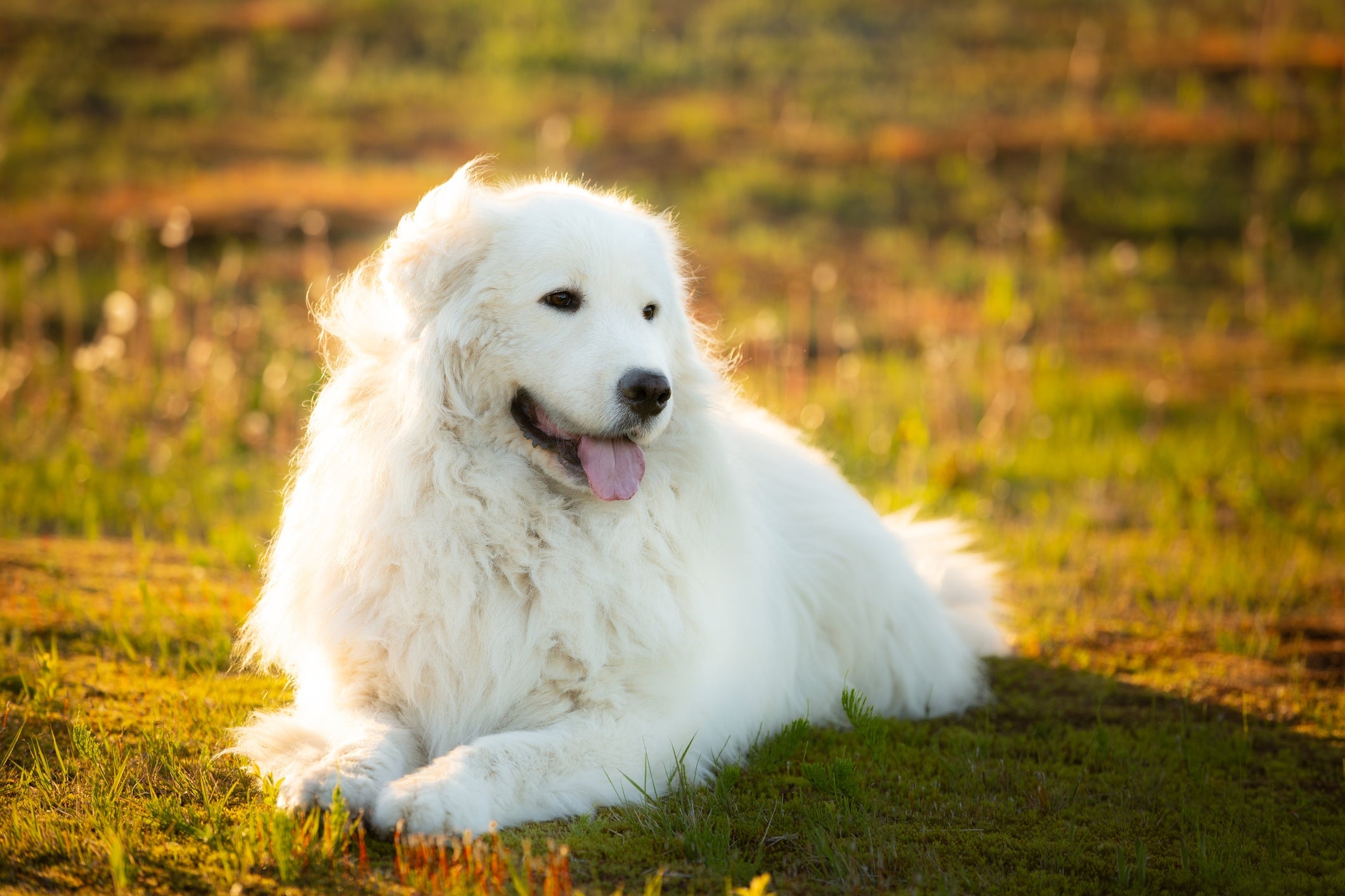 Maremano: cachorro é grande, branco e peludo