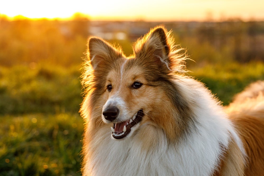 O Pastor Sheltie é um cachorro que late bastante.
