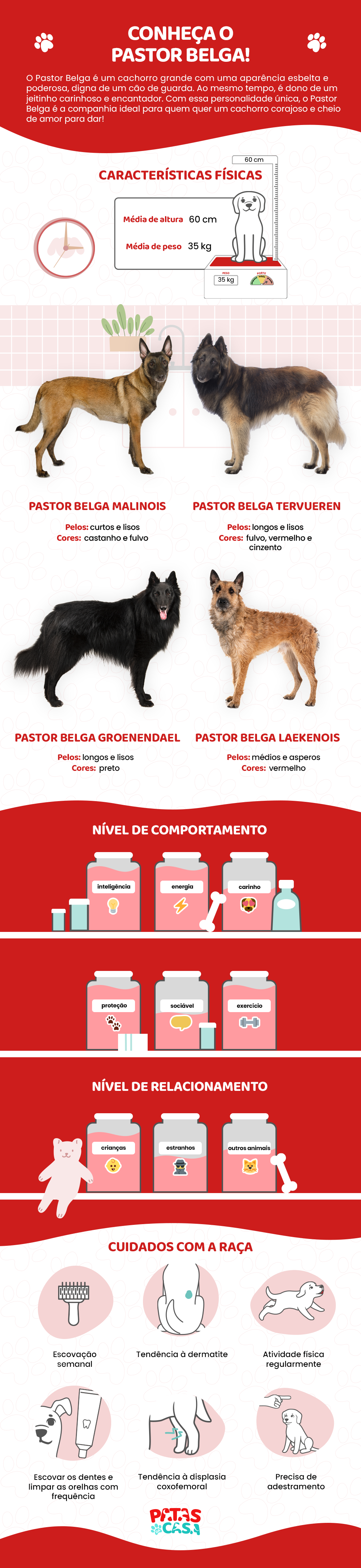 Existem quatro tipos de Pastor Belga, raça de cachorro grande e encantadora