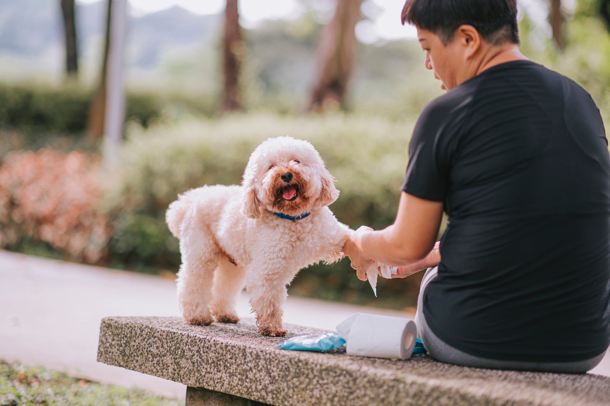 É importante saber como limpar pata de cachorro adequadamente para evitar esse cheirinho