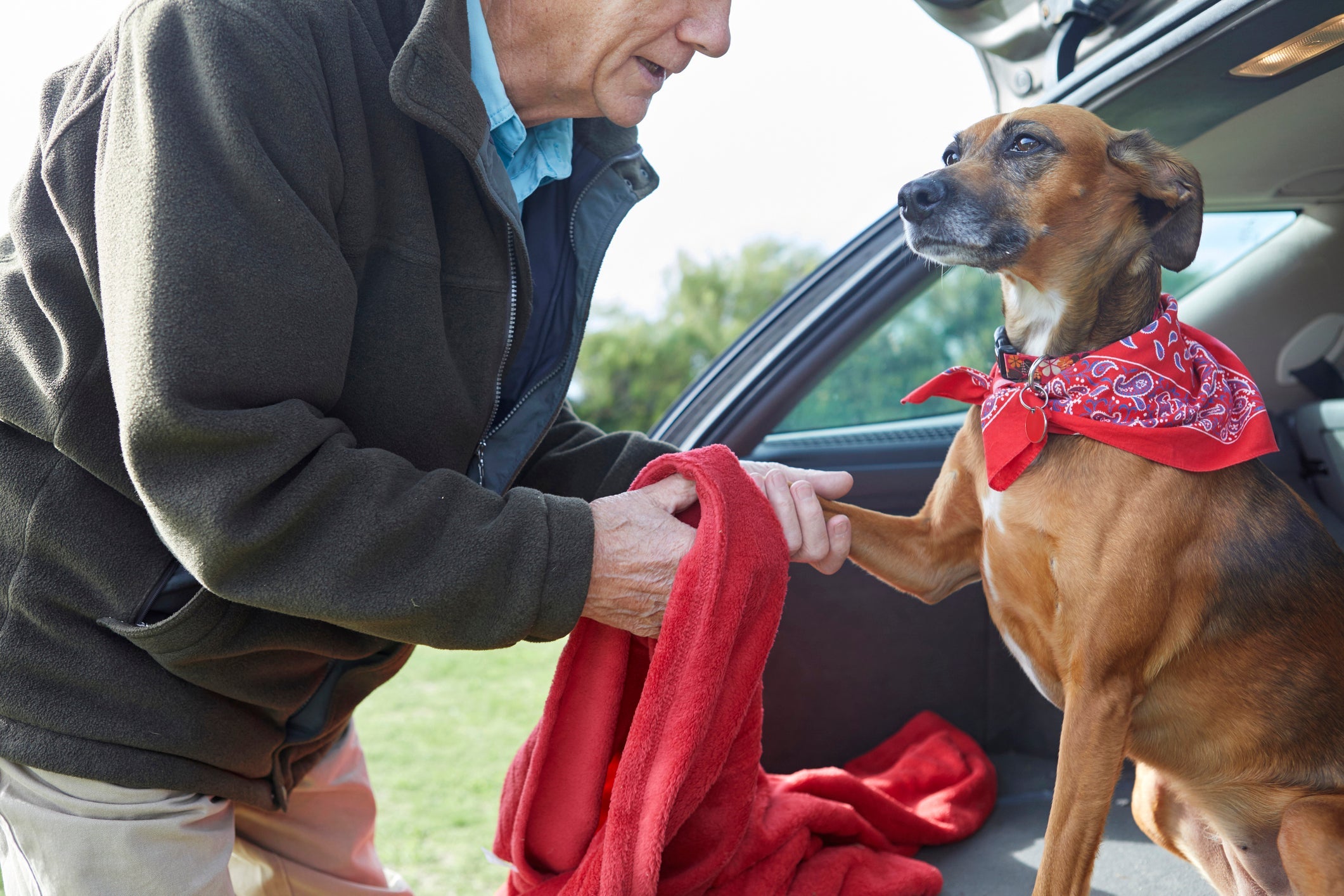 A higienização das patas do cachorro ajuda a evitar a pododermatite canina