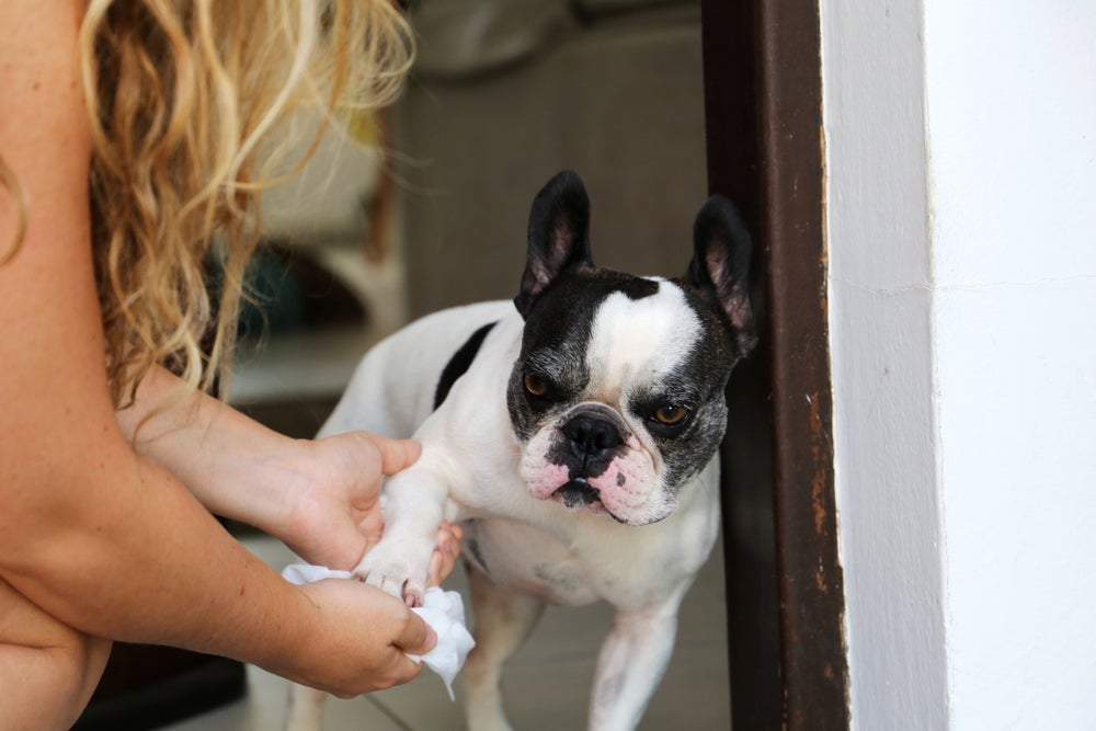 É recomendando limpar a pata do cachorro com lenço umedecido ou produtos específicos