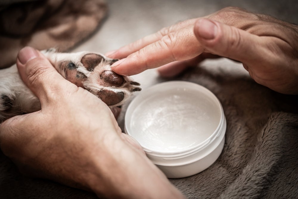 Usar um creme para patas de cachorro ajuda a evitar problemas