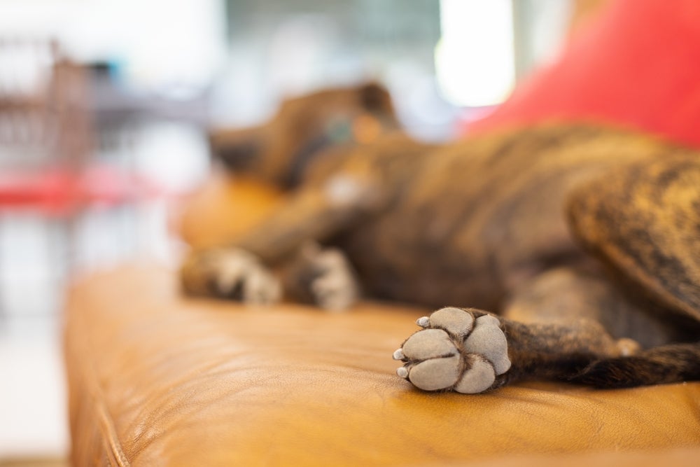 Cuidados com a pata: cachorro pode ficar com a região ressecada facilmente