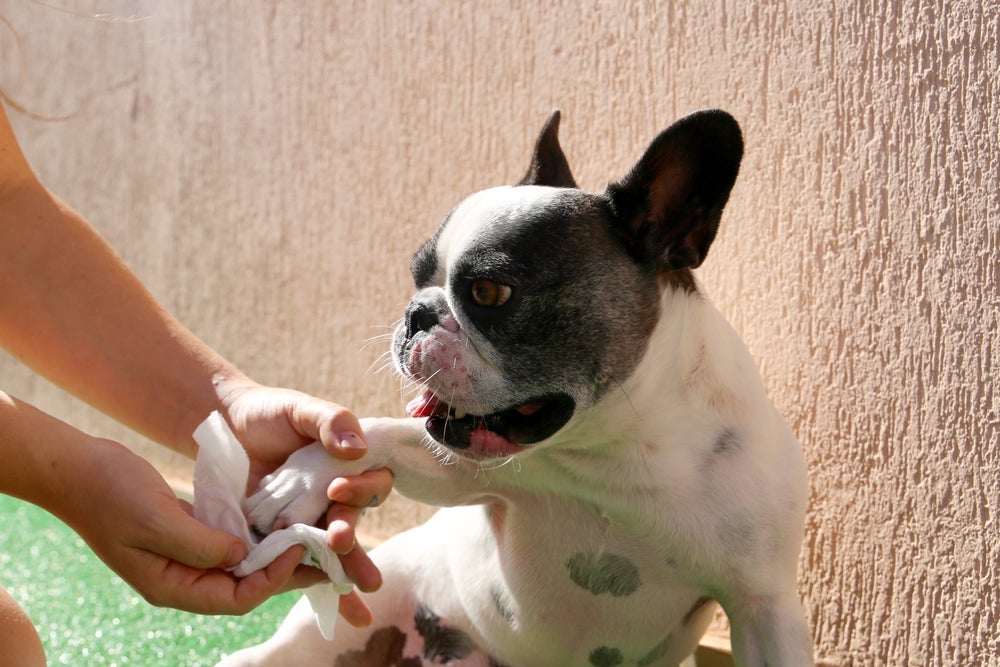 O limpa patas de cachorro mantém as patinhas livres de sujeiras e bactérias, diminuindo o mau cheiro