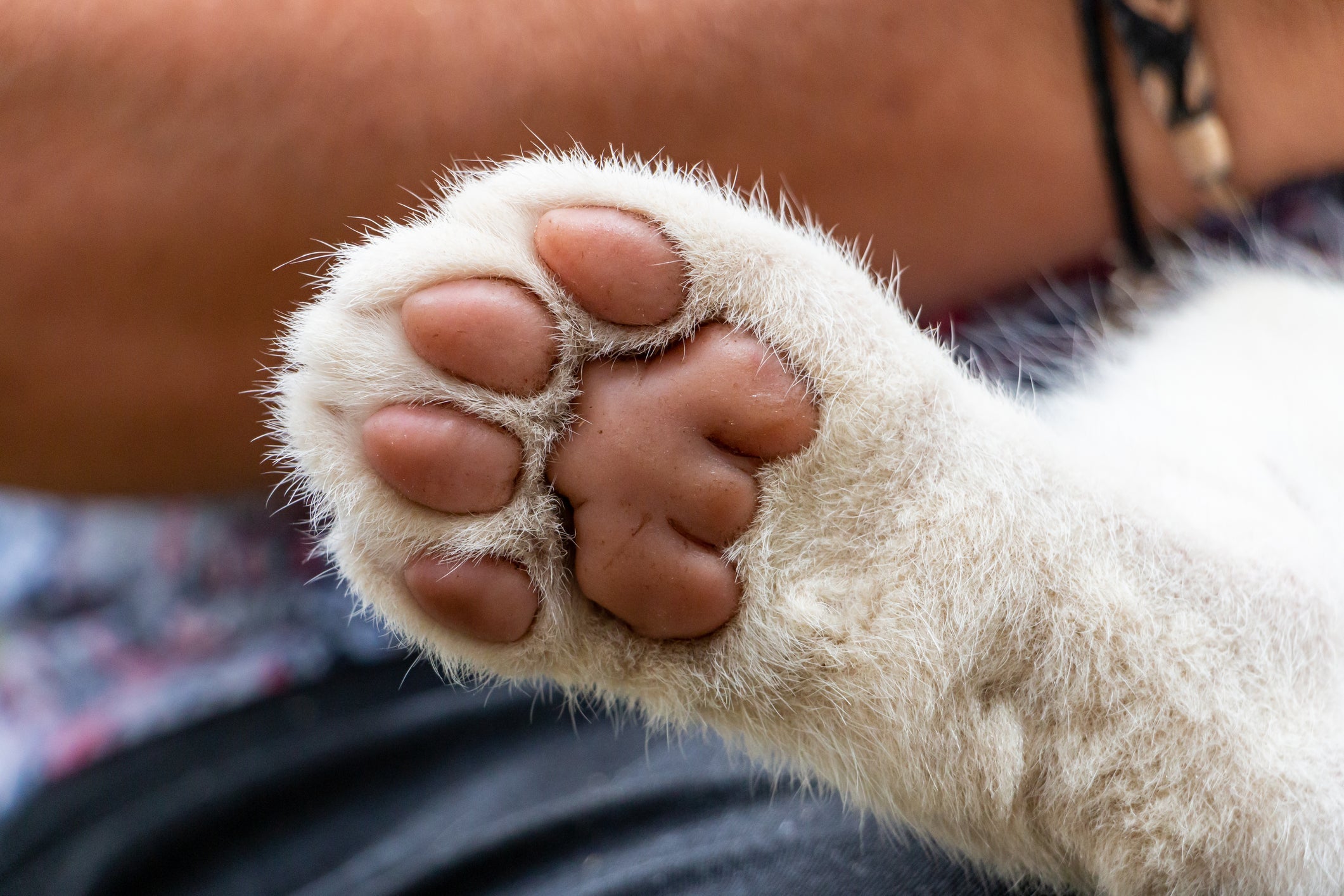 Pata de gato: você sabia que os felinos transpiram pelas patinhas?