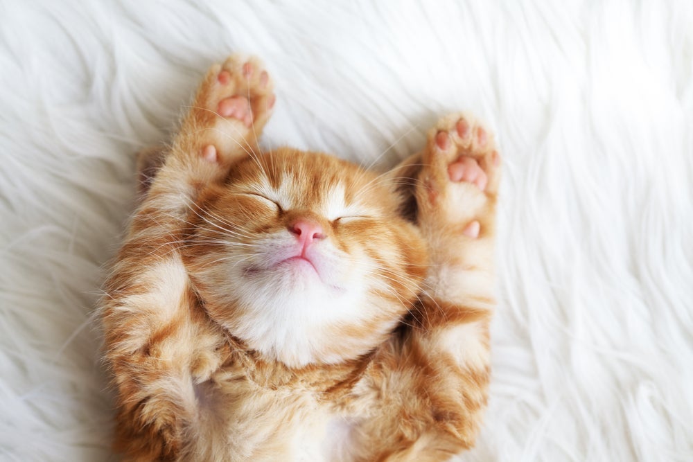 A pata de gato possui uma anatomia própria para regulação térmica