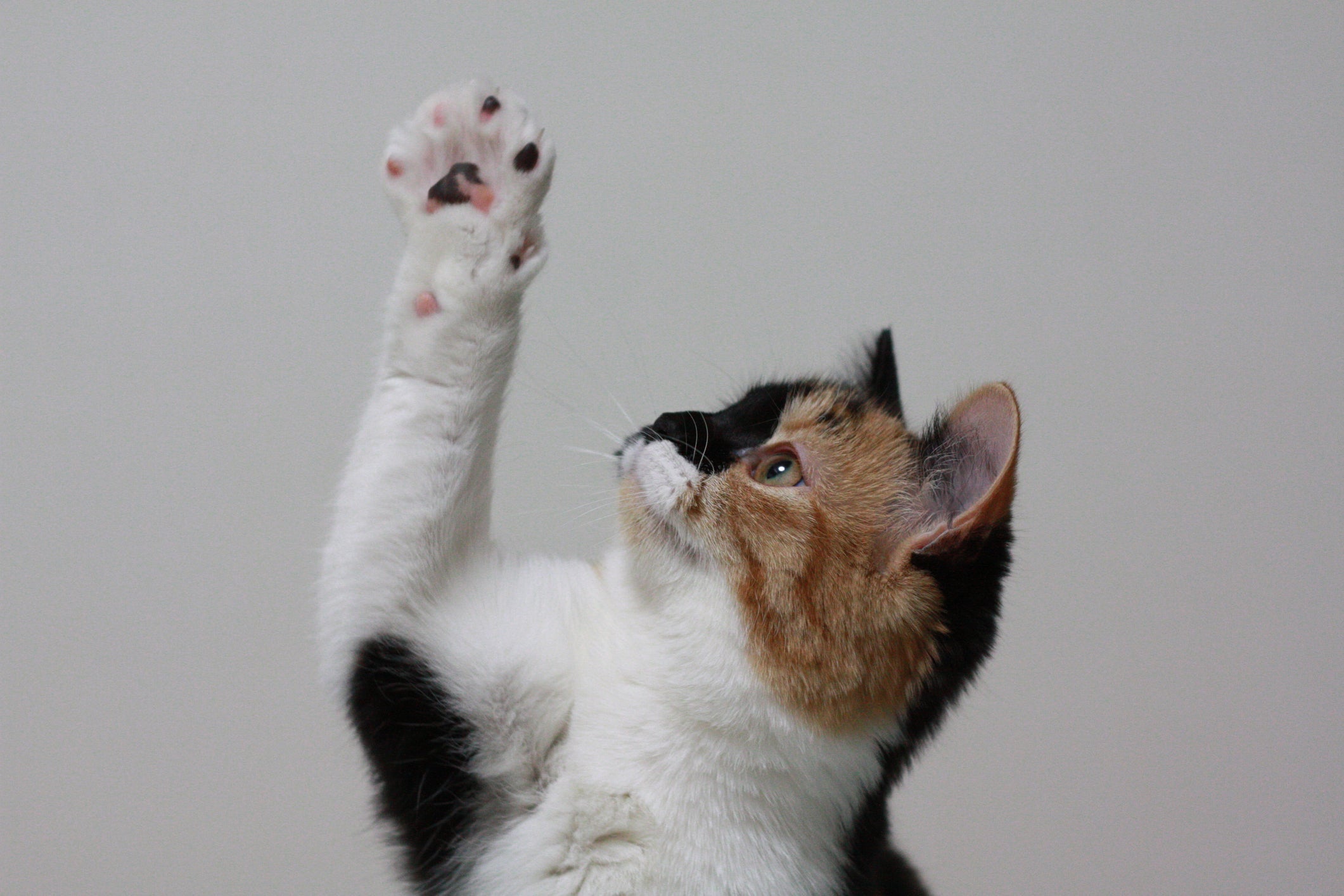 Com o coxim, gato consegue ter uma enorme sensibilidade tátil
