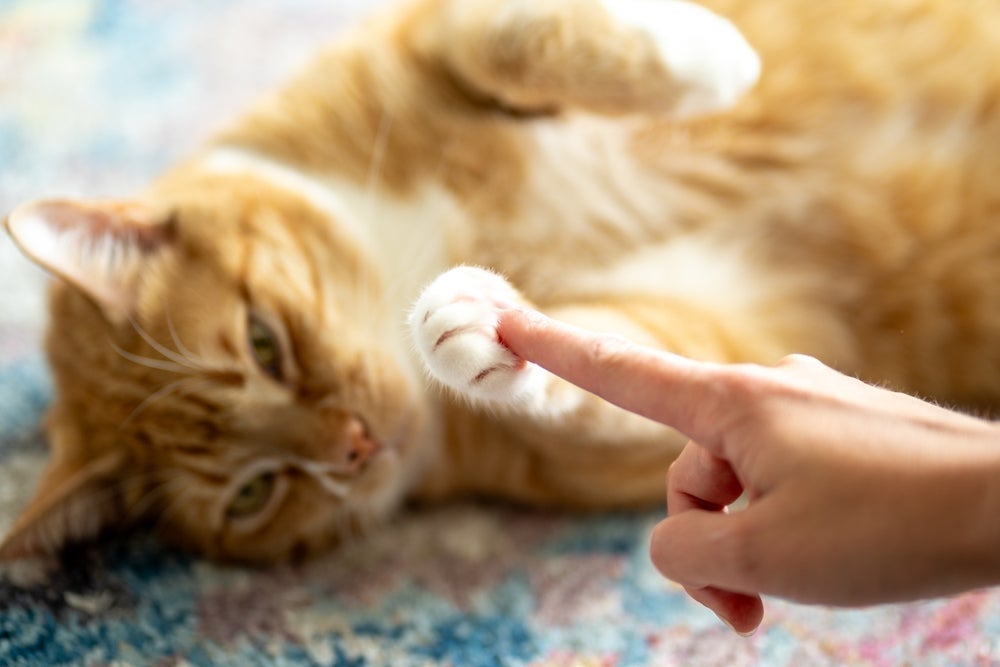 As almofadinhas da pata de gato são repletas de glândulas sudoríparas que liberam um odor específico