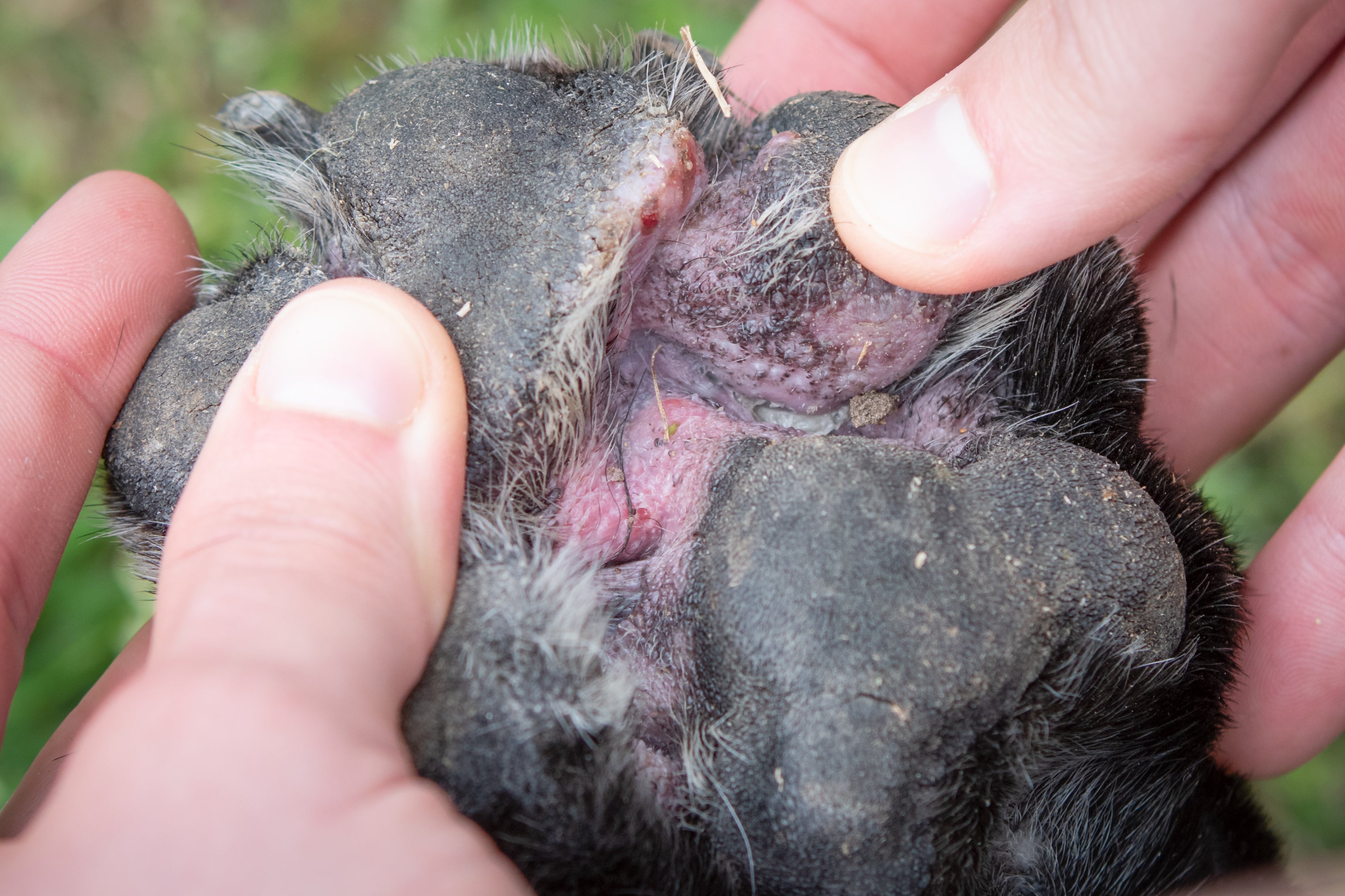 A pododermatite em cães não é uma doença, mas um sintoma