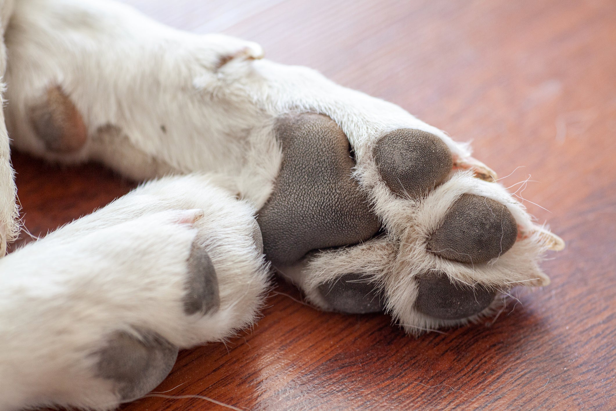 As almofadinhas da pata de cachorro podem sofrer com ressecamento no frio