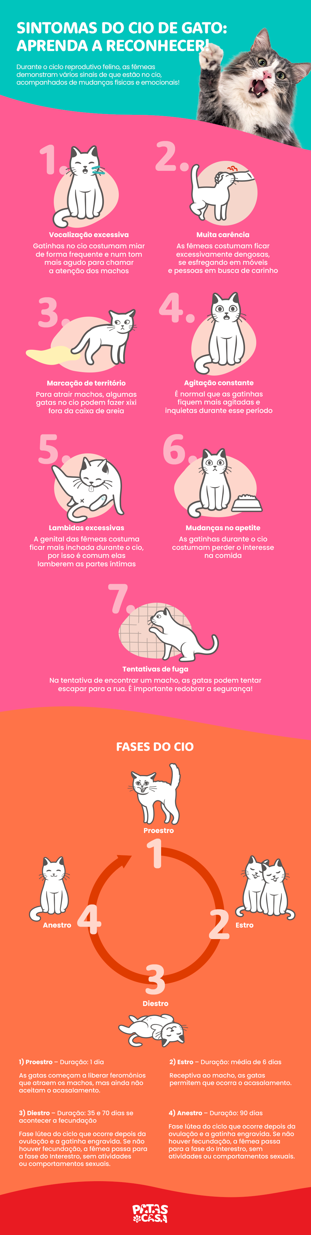 Bloco informativo mostrando os sinais de cio de gato