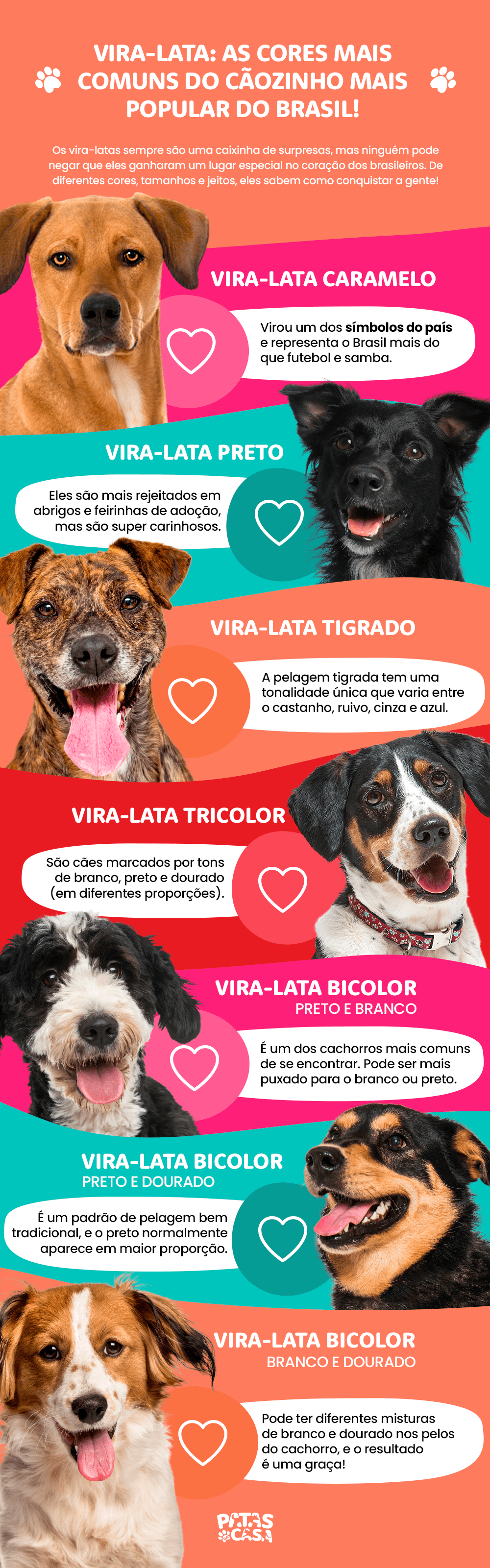 Descubra as cores de cachorro vira-latas mais comuns!