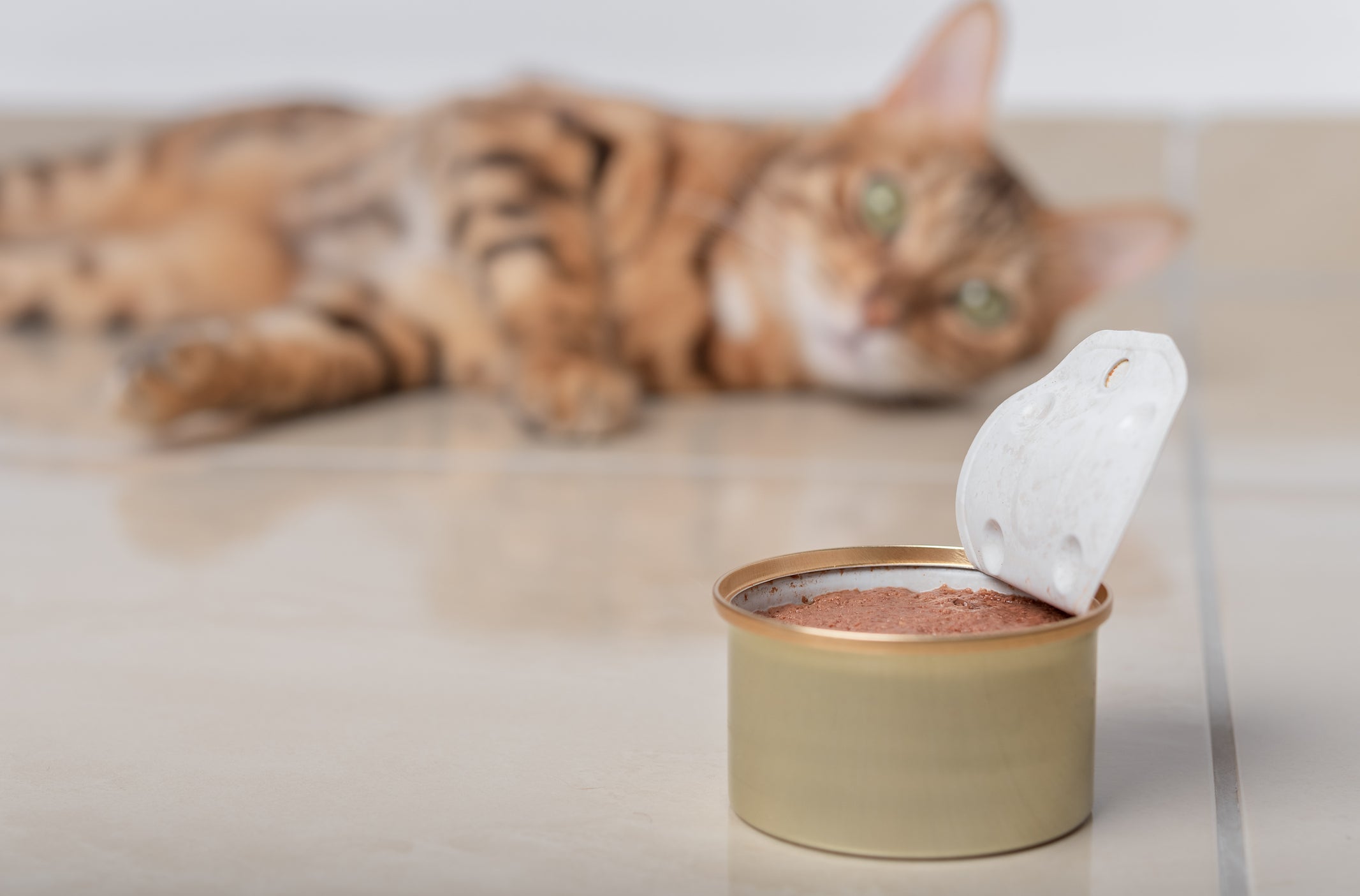 O patê para gatos filhotes e adultos é ótimo para estimular a hidratação