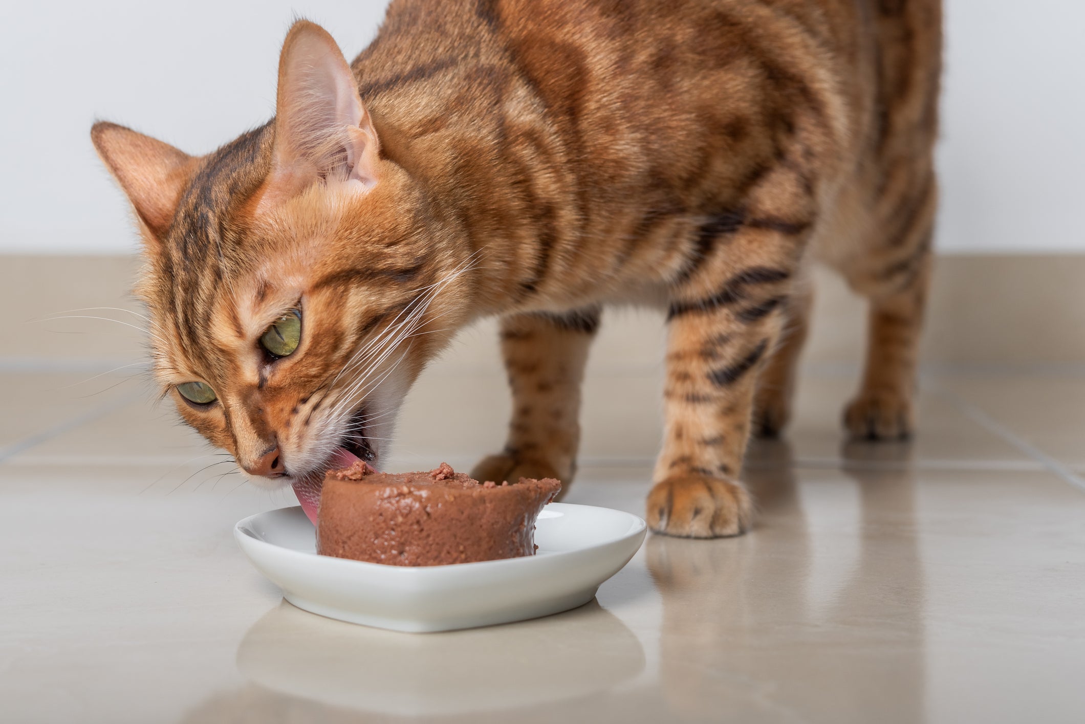 Dar ração ou sachê para gato também pode ser um momento divertido