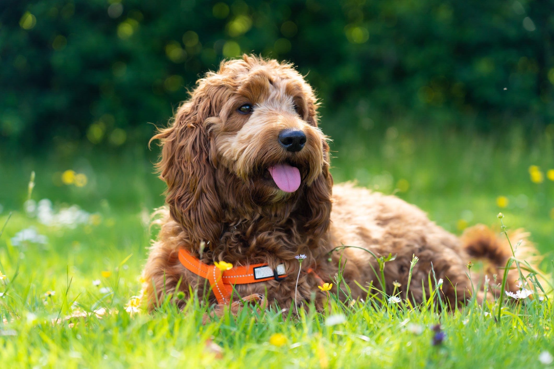 Skye é da raça Cockapoo e é um dos nomes dos personagens da Patrulha Canina