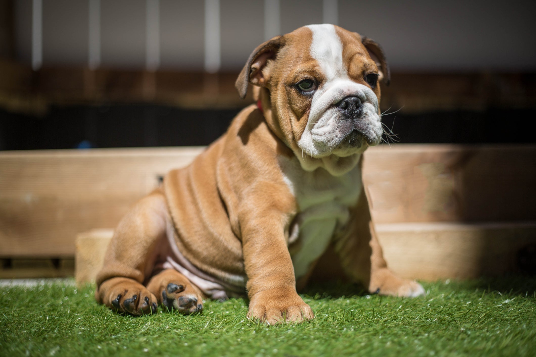 Na Patrulha Canina, Rubble é um Bulldog Francês que faz parte da equipe
