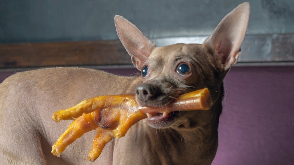 O pé de galinha para cachorro deve ser oferecido triturado ou sem osso para não ter risco de engasgo