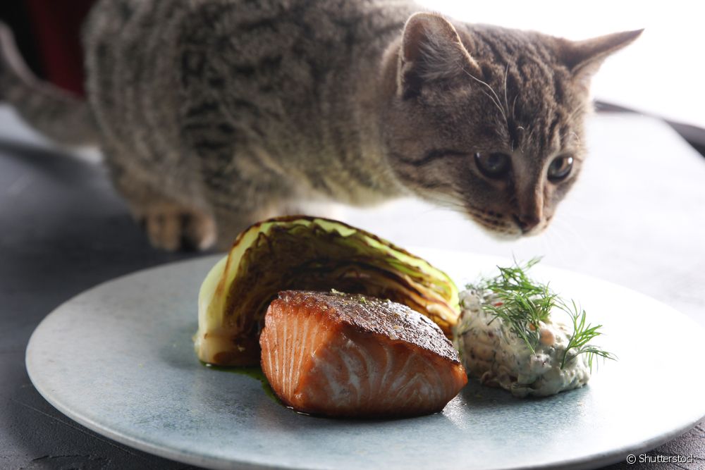 Gato comendo peixe: apesar dos benefícios, isso não deve substituir a ração