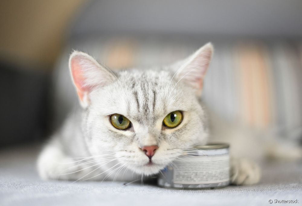 Sardinha em lata para gatos é bastante prejudicial