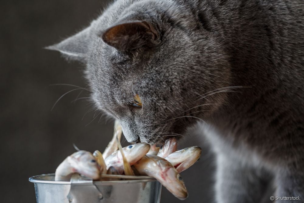 Peixe cru para gatos não é recomendado!