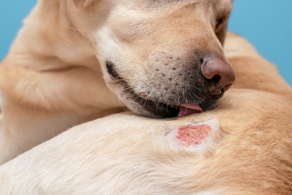 Para tratar a peladeira em cachorro, procure um veterinário