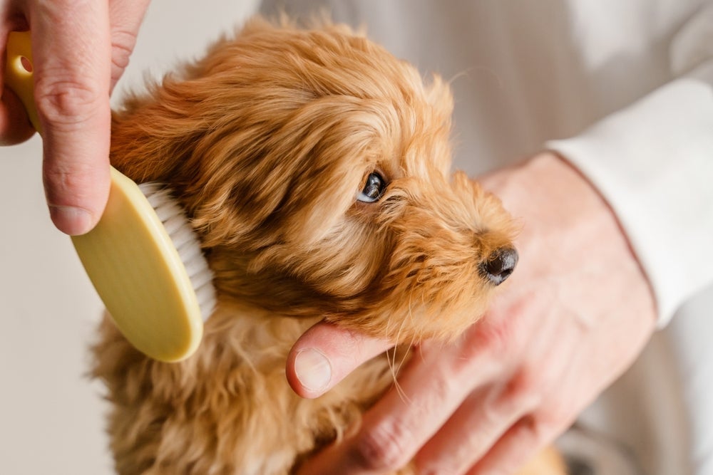 Escovar a pelagem do cachorro elimina os pelos mortos e ajuda a desembaraçar