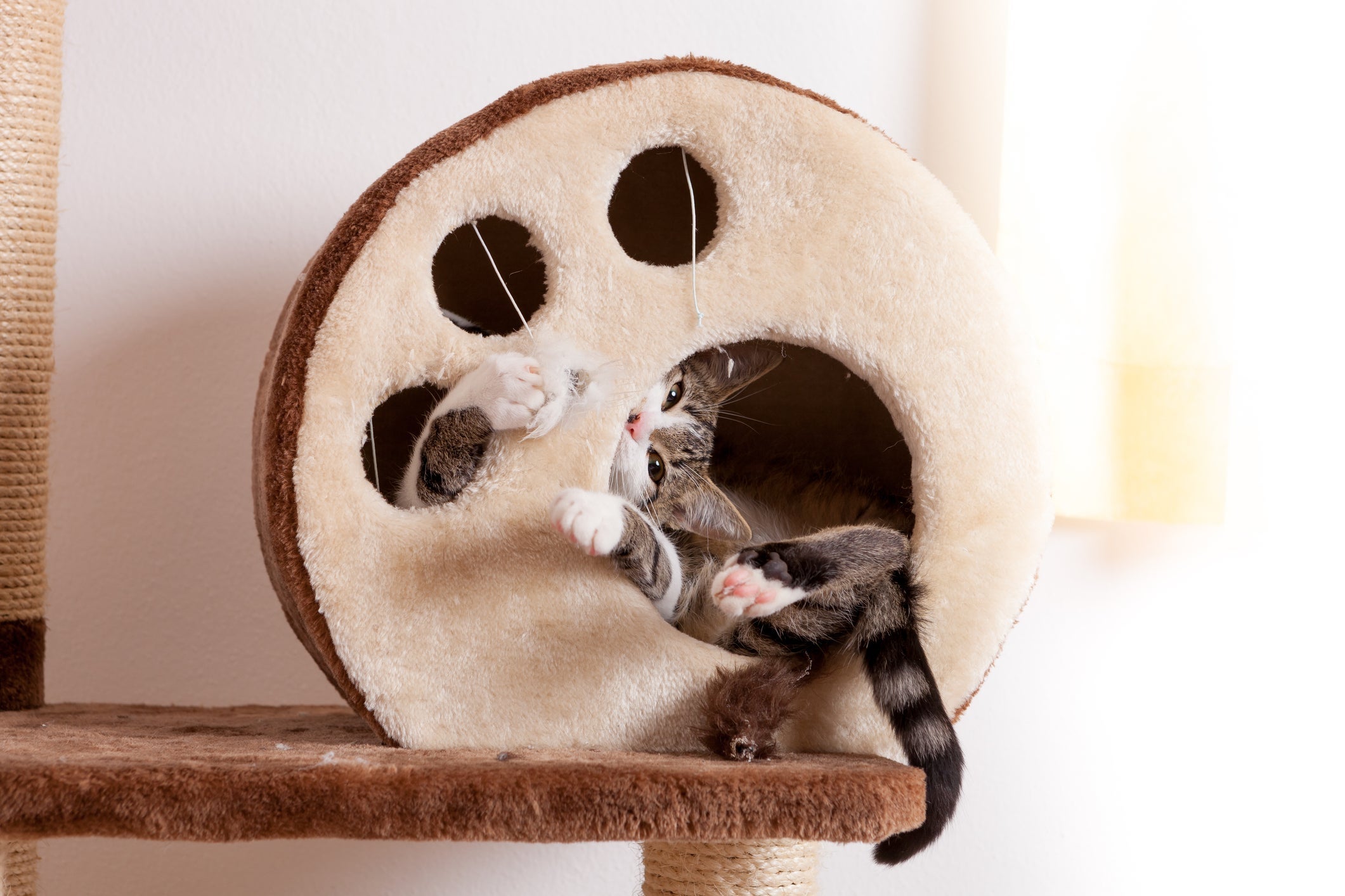 A ansiedade é um dos motivos para a queda de pelo em gatos, e esse problema pode ser resolvido com facilidade