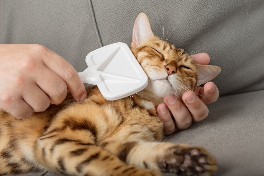 Além da escova de tirar pelo de gato, também existem produtos que ajudam a desembaraçar os fios