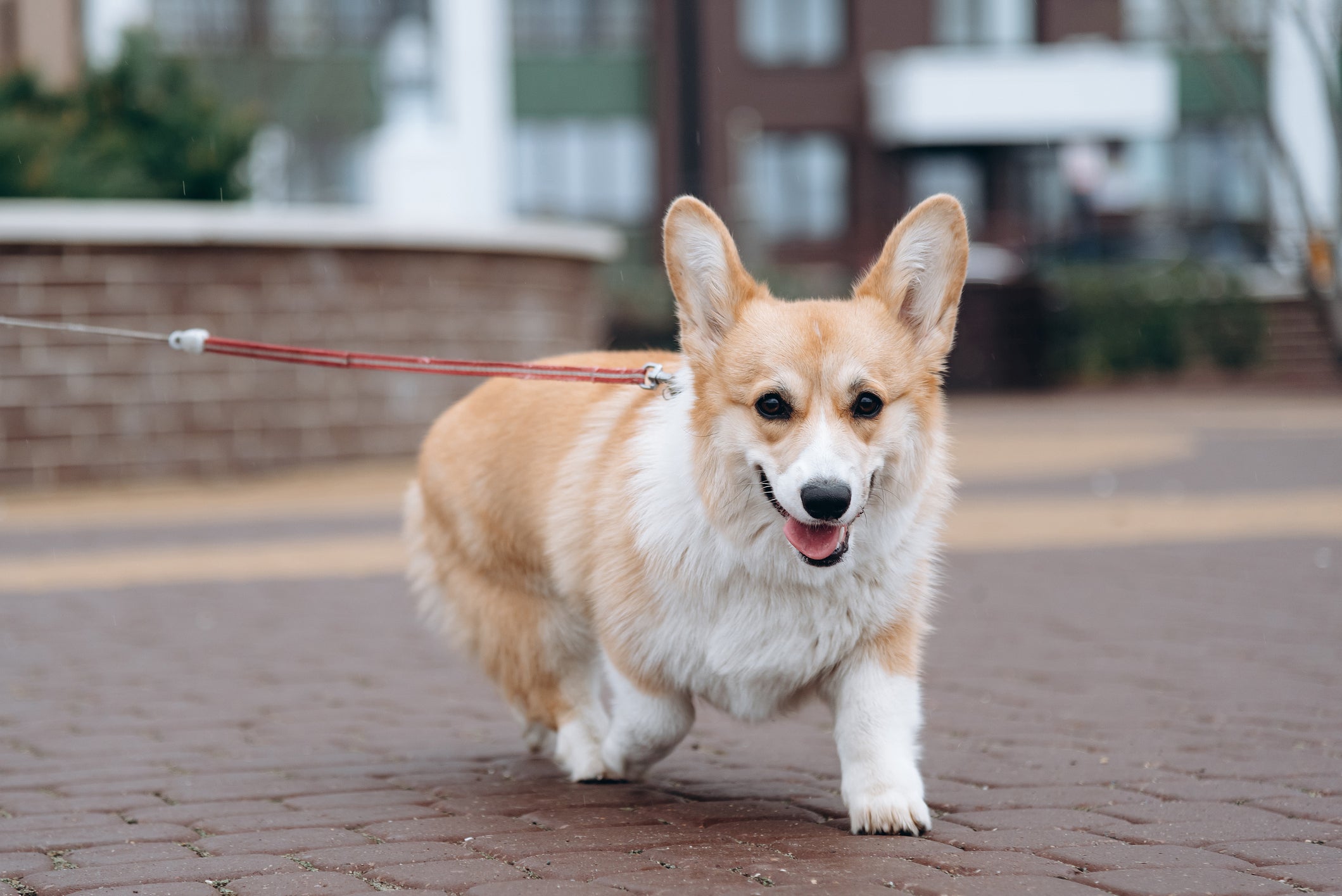 O Corgi tem orelhas grandes e pontudas, além de ser um pet de fácil convivência