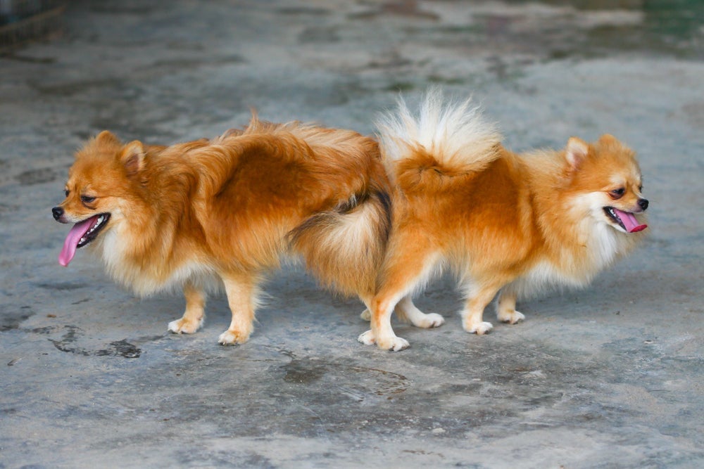 O pênis de cachorro aumenta de tamanho durante o cruzamento e por isso os pets ficam grudados