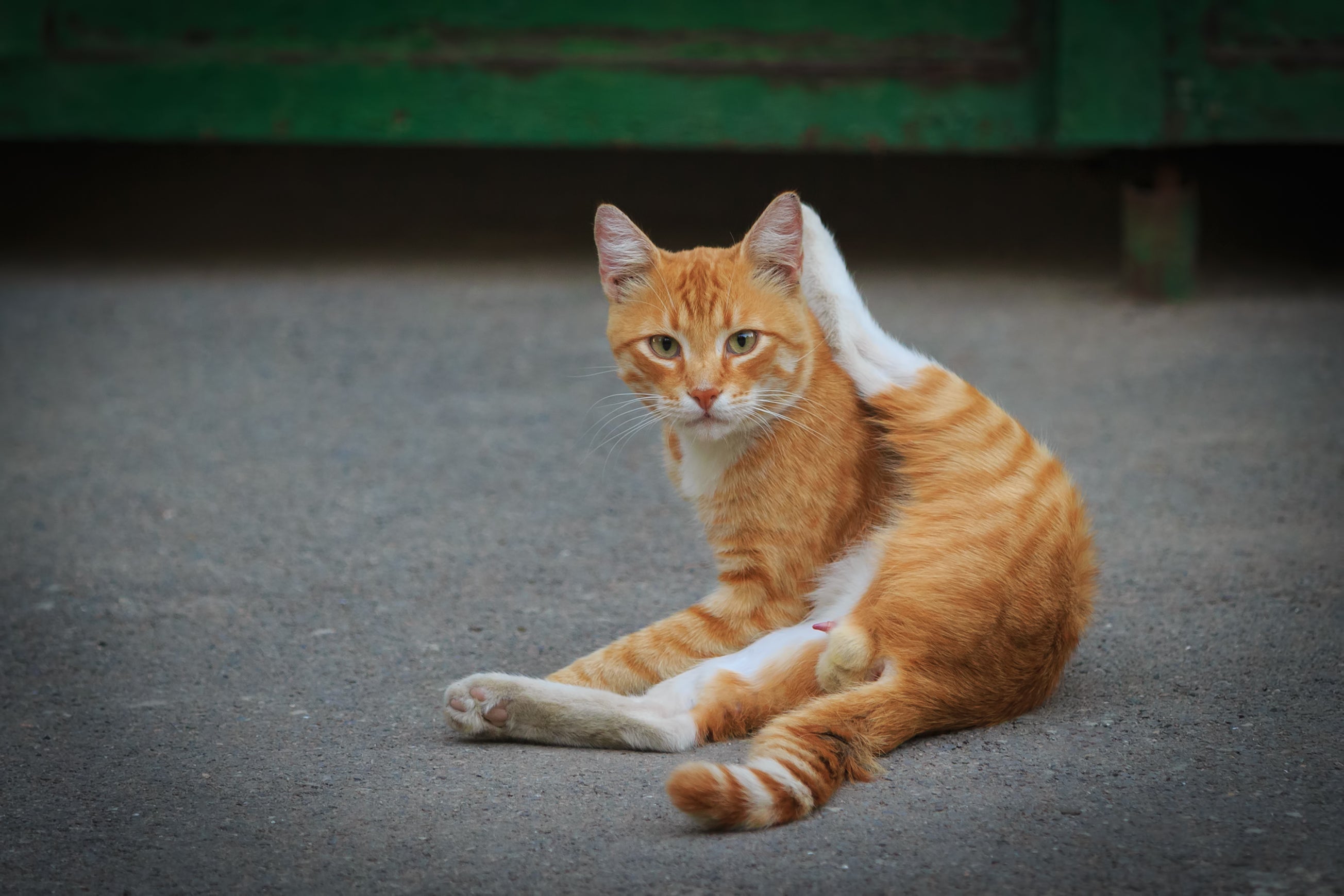 O melhor jeito de como saber se gato é fêmea ou macho é visualizando os òrgãos genitais do animal