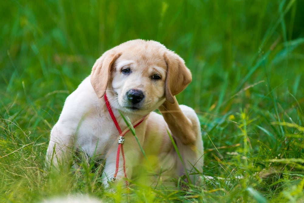 O cachorro se coçando excessivamente é um sinal de infestação de pulgas