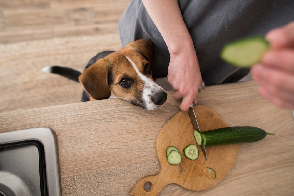 O pedaço de pepino para cachorro deve ter entre 2 e 3 cm para evitar engasgo