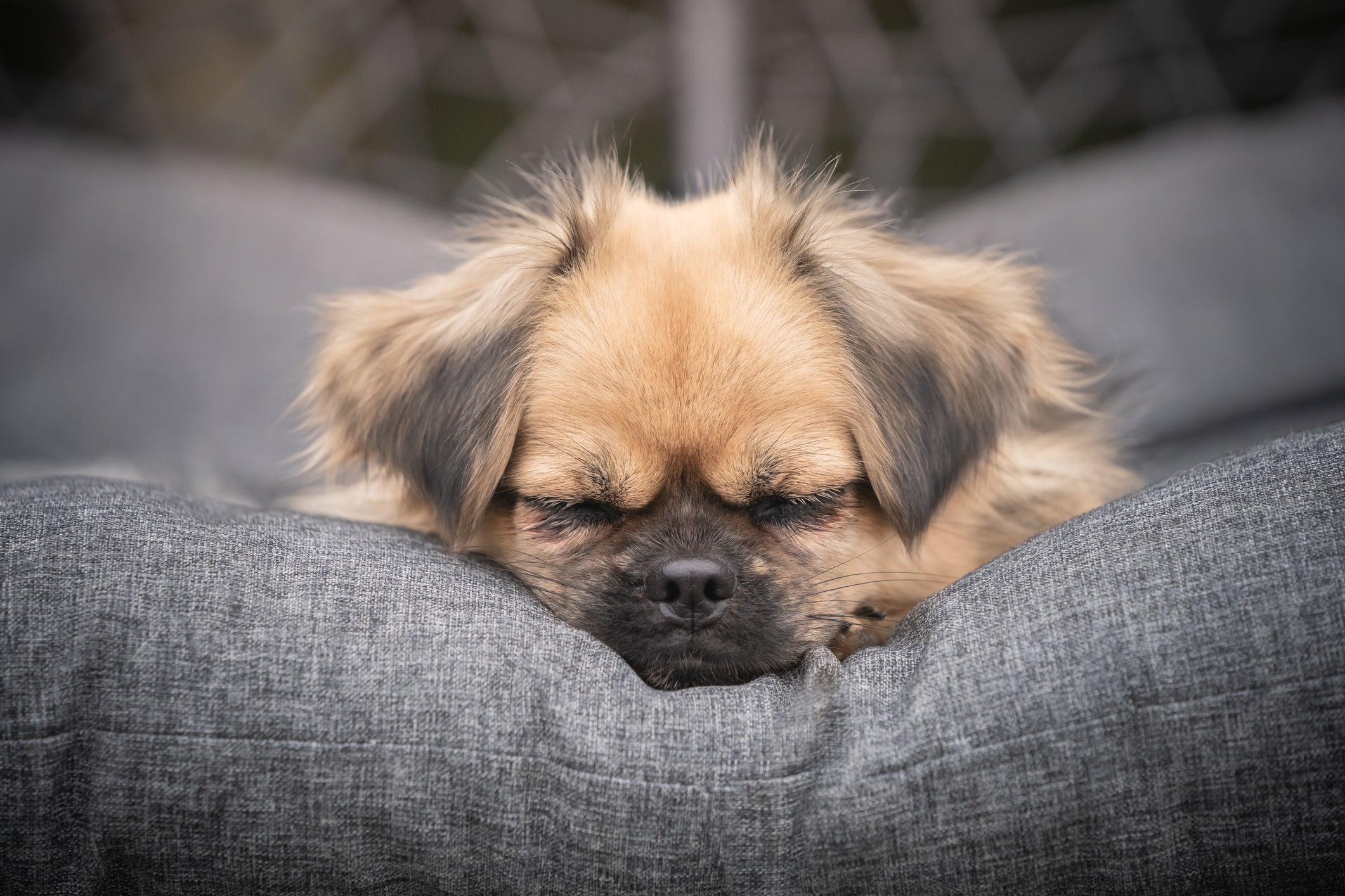 O Pequinês é uma das raças de cachorro mais antigas