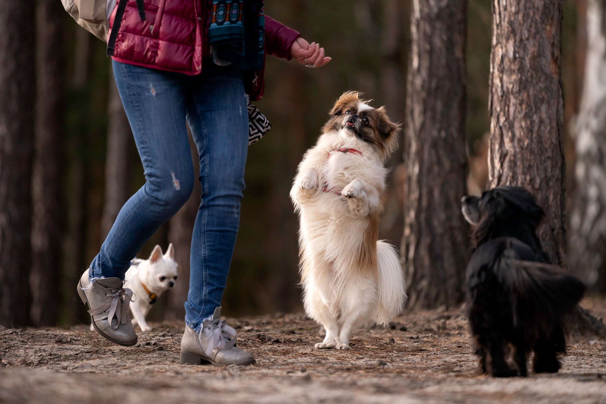 A socialização do cachorro Pequinês é essencial para evitar a desconfiança com estranhos