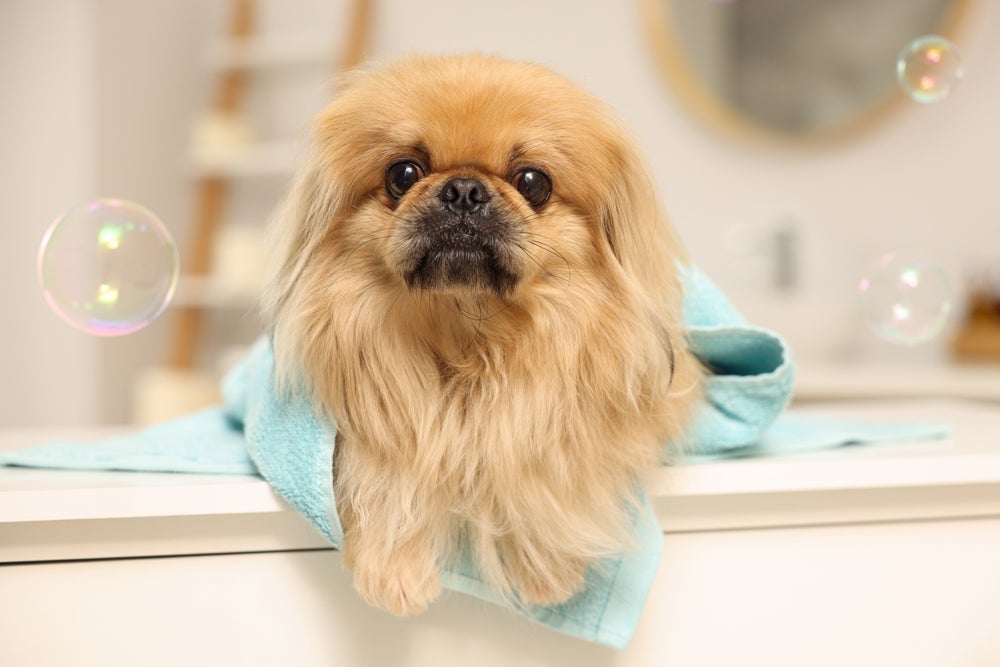 Cachorro peludo: pequeno porte do Pequinês chama atenção