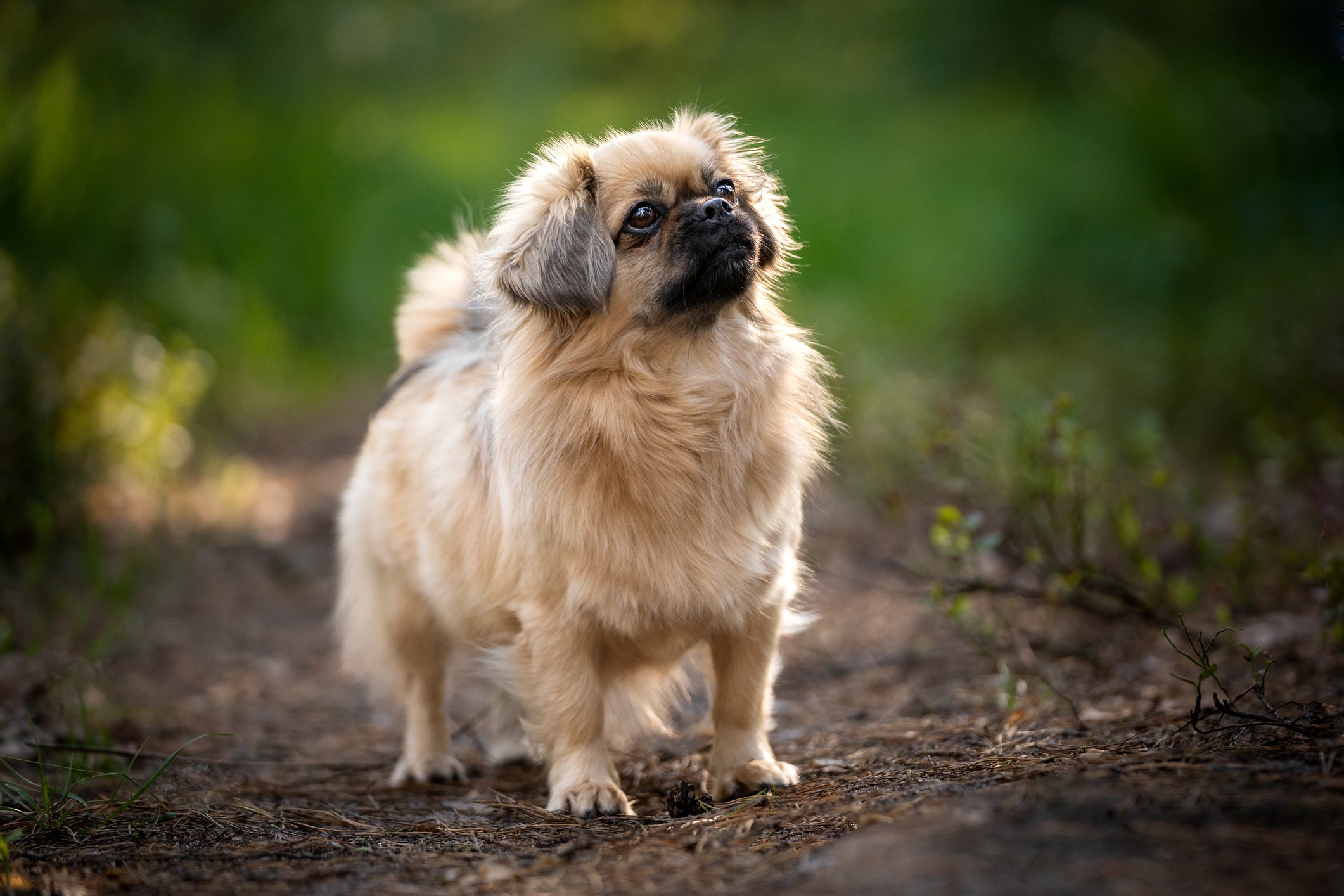Pequinês está entre os 10 cachorros menos inteligentes do mundo